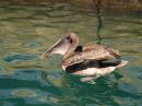 Pelican - Galapagos